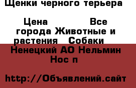 Щенки черного терьера › Цена ­ 35 000 - Все города Животные и растения » Собаки   . Ненецкий АО,Нельмин Нос п.